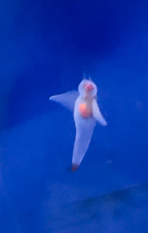 クリオネ